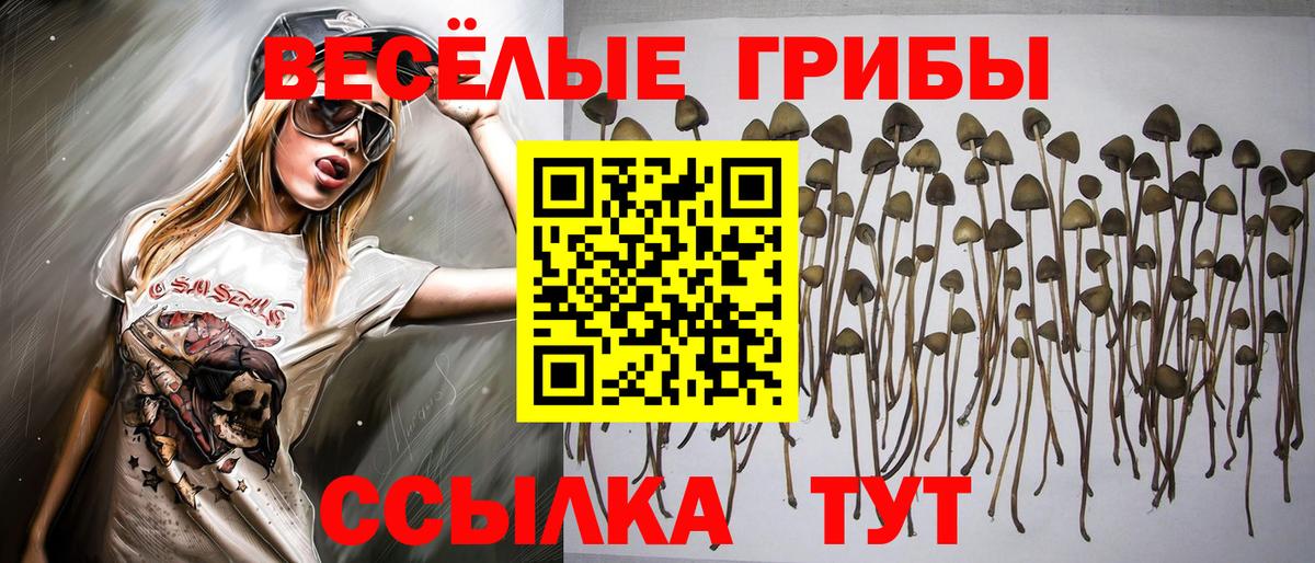 Псилоцибиновые грибы Psilocybine cubensis Сургут